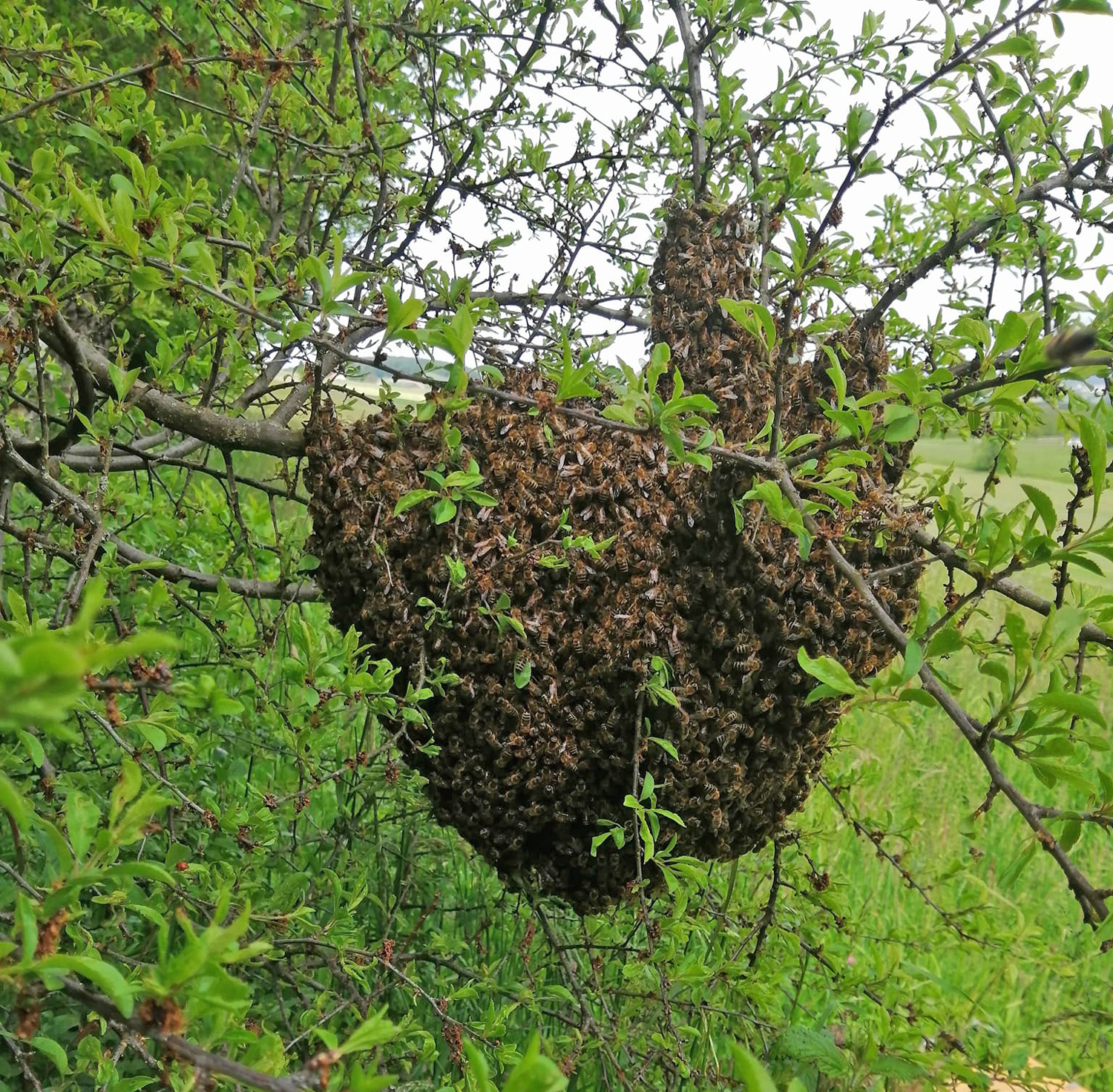 La-Butinerie-Conseils-abeilles-A-propos